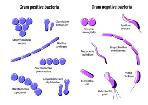 Image result for Strep Gram-positive