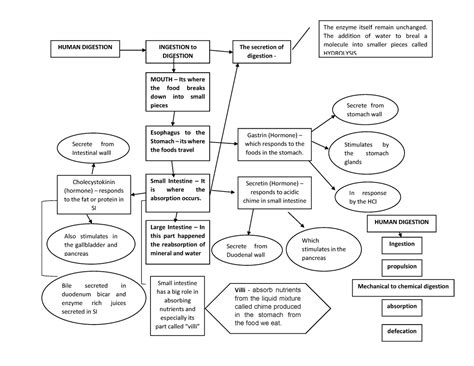 Image result for Human Ingesting Information