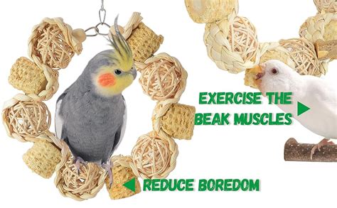 Toradh íomhá ar Cockatiel Exercise