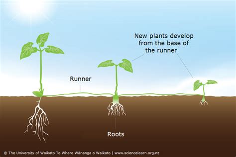 Image result for Vegetative Propagation Using Roots