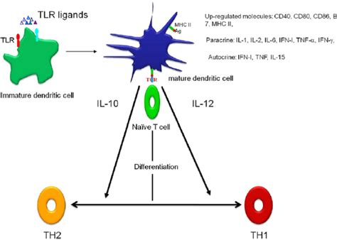 Image result for Th2 Phenotype Diagram