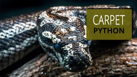 Image result for Python Pet Colors