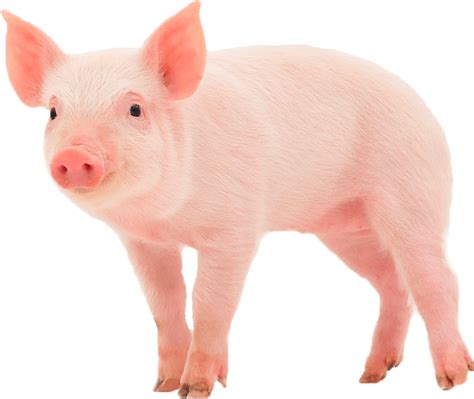 Scary Pig Transparent Background ਲਈ ਪ੍ਰਤੀਬਿੰਬ ਨਤੀਜਾ