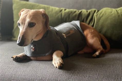 Image result for How to Make a Thundershirt for My Dog