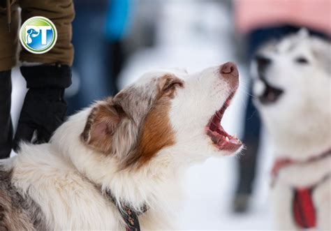 Image result for How to Use a Bark Collar for Dogs