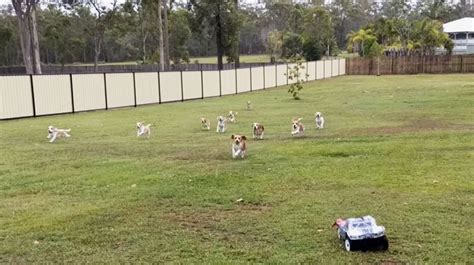 Afbeeldingsresultaten voor Remote Control Car for Dogs