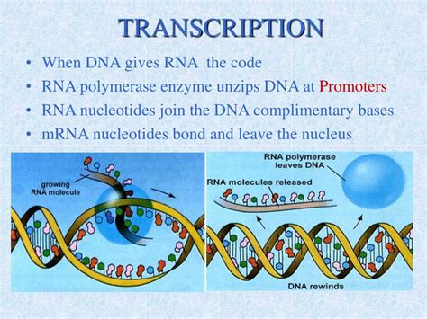 Image result for RNA Transcriptome