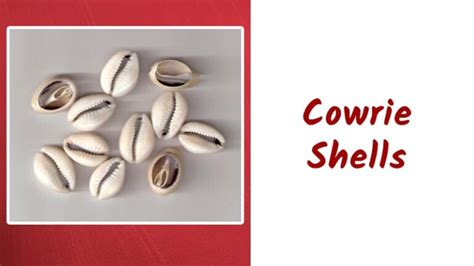 Bildergebnis für Cowrie Shells