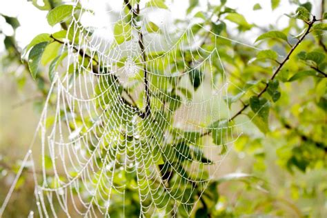 Afbeeldingsresultaten voor Berry Branch Spider Web
