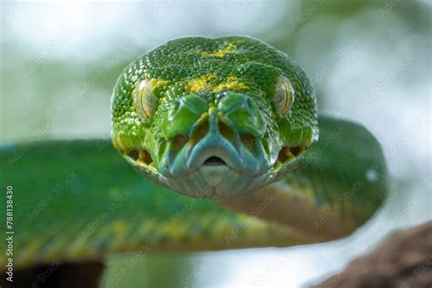 Image result for Python Head Aerial View