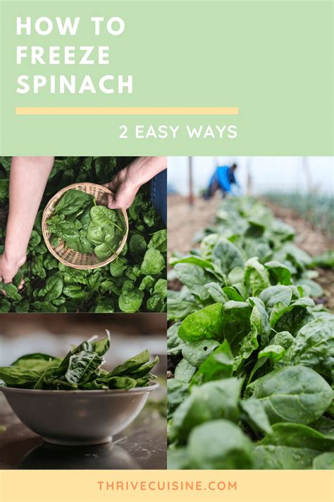 Image result for How to Freeze Spinach Leaves
