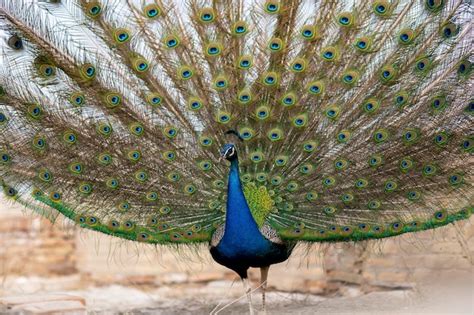 Image result for Peacock Stick Drawing