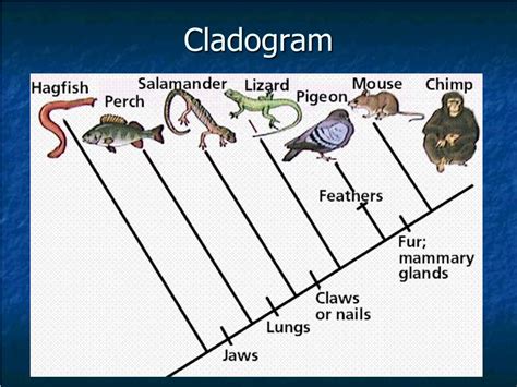 Image result for Human with Monkey Tail