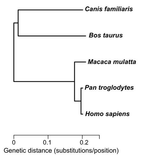 Image result for Maximum Likelihood Evolution