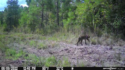 Afbeeldingsresultaten voor Trail Camera Pick Up