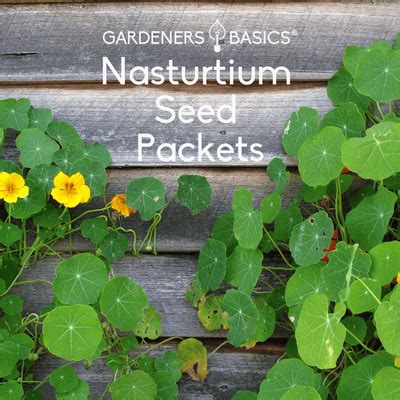 Snapdragon and Nasturtium in Containers ಗಾಗಿ ಇಮೇಜ್ ಫಲಿತಾಂಶ