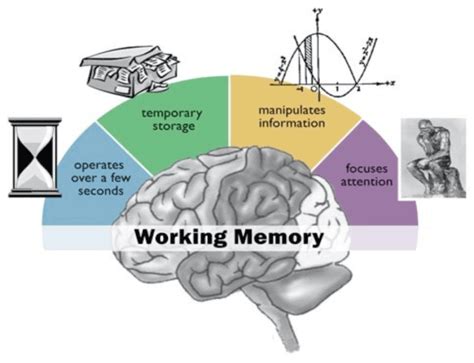 Image result for Working Memory