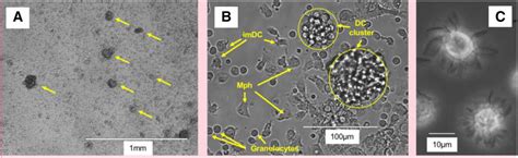 Image result for Mouse DC Microscope
