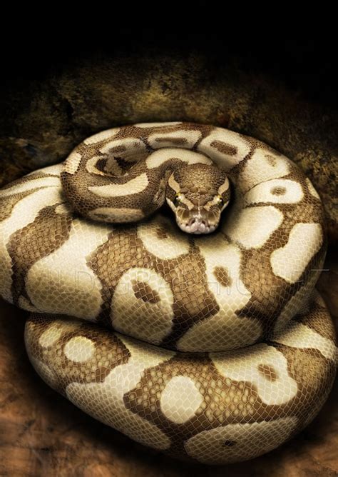 Toradh íomhá ar Diamond Python Realistic Drawings