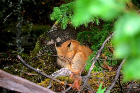 Alaskan Fox に対する画像結果