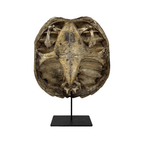 Image result for Snapping Turtle Shell Parts