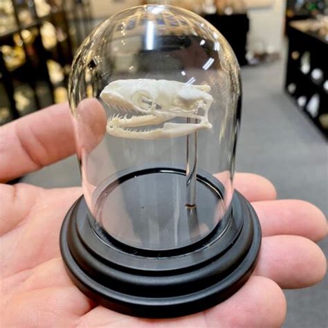 Image result for Ball Python Skull