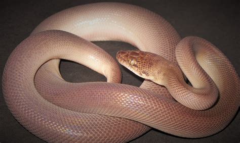 Patternless Pygmy Python ପାଇଁ ପ୍ରତିଛବି ଫଳାଫଳ