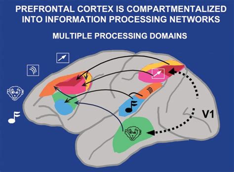 Afbeeldingsresultaten voor Parallel Processing Neural Circuit Image
