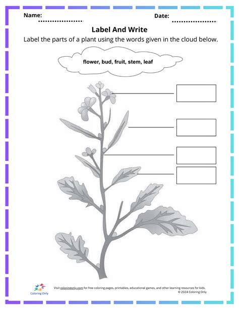 Toradh íomhá ar Timeline Printable Worksheet