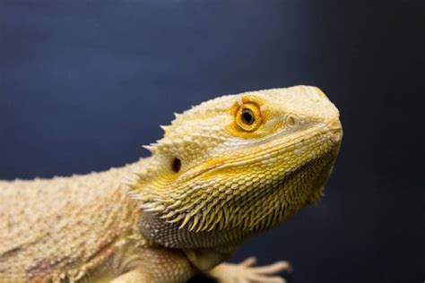 Image result for How Big Does a Bearded Dragon Get