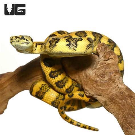 Image result for Jaguar Python