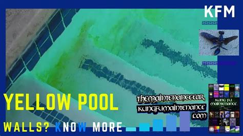 Image result for Yellow Algae Pool Close Up