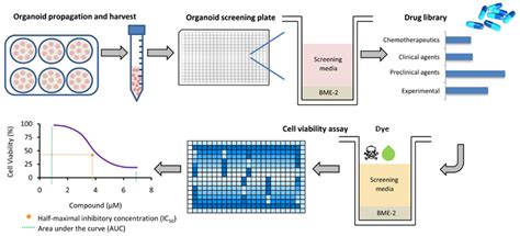 Drug Screening Process に対する画像結果