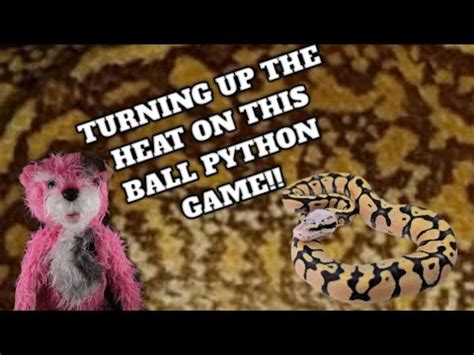 Image result for Ball Python Ramping