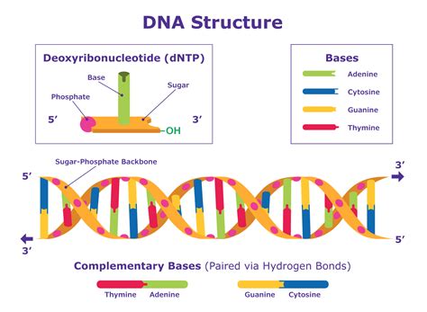 DNA Sequencing Steps に対する画像結果