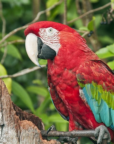 Bildergebnis für Ruby Macaw Art