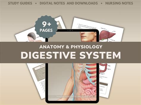 Image result for Digestive System Study Guide