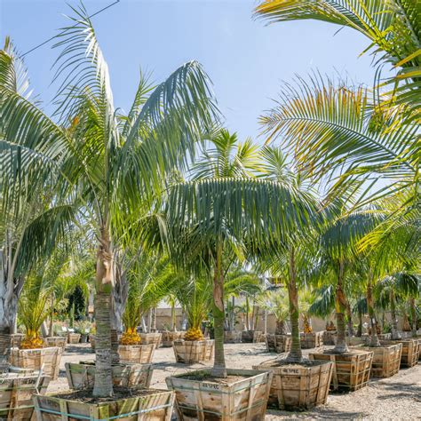 Image result for Kentia Palm Tree