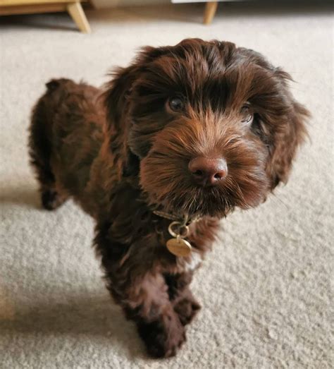 Chocolate Brown Cockapoo Adult に対する画像結果