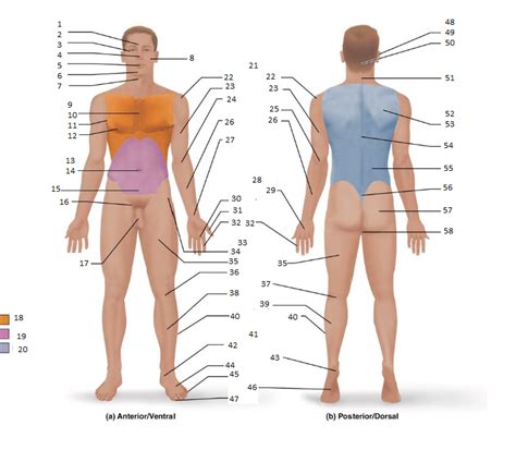 Afbeeldingsresultaten voor Anatomical Position Blank Diagram