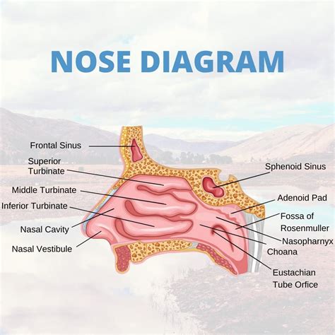 Nasal Irrigation Diagram に対する画像結果