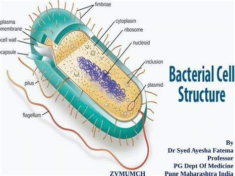 Cell Envelope Structure に対する画像結果