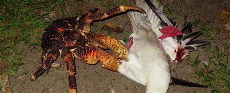 Image result for Coconut Crab Attacks Human