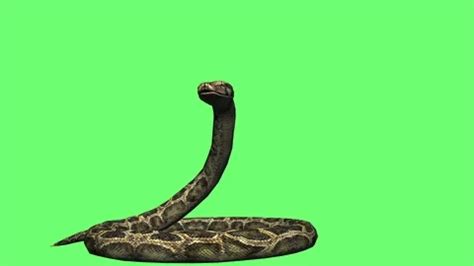 Python Snake Animated Image に対する画像結果