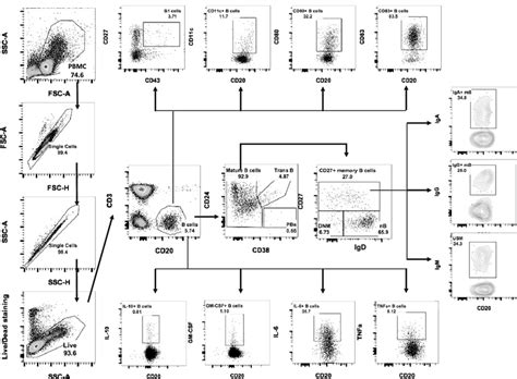 Toradh íomhá ar B-cell Subset Flow Cytometry Panel