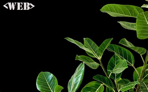 Image result for Quiz Website Source Code