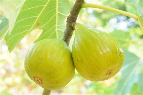 Fig Crops に対する画像結果