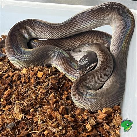 Image result for Wit Lip Python