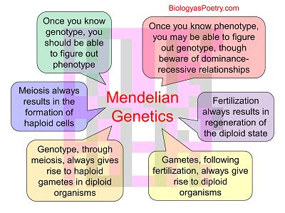 Basic Mendelian Genetics に対する画像結果