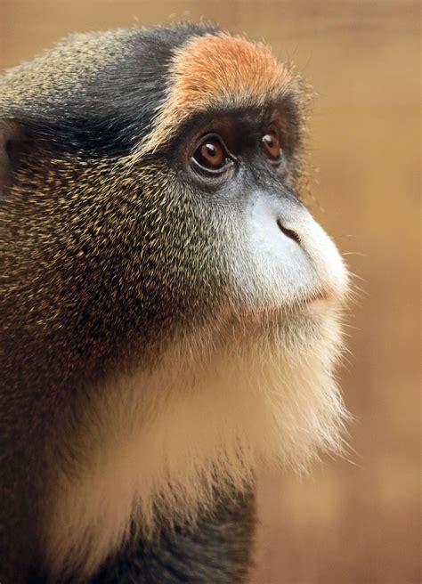 Monkey Fakemon に対する画像結果